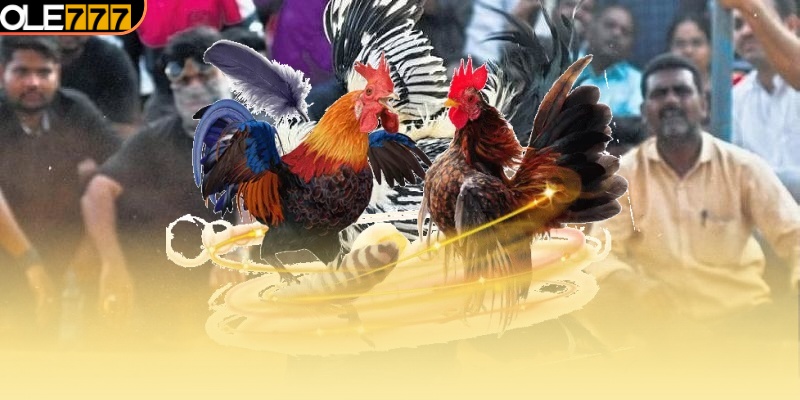 Đá Gà OLE777 – Sân Chơi Đổi Thưởng Không Thể Bỏ Lỡ