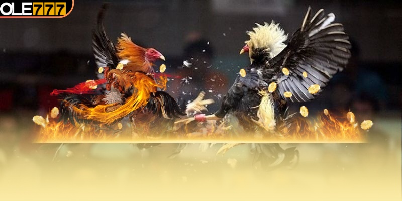 Tổng quan sân chơi đá gà OLE777