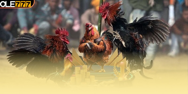 Người chơi đá gà được cung cấp hệ thống kèo đặt cược đa dạng